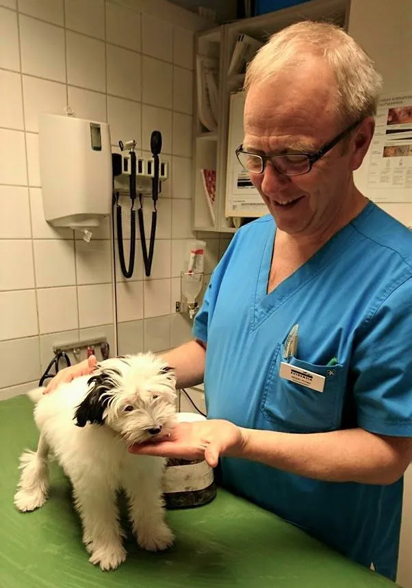 eläinlääkäri tutkii koiraa pöydällä