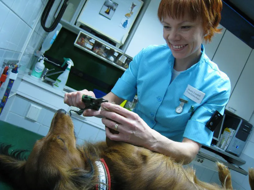 hoitaja leikkaa koiralta kynsiä