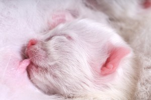 Matoja kissalla – kissan sisäloiset - Evidensia Eläinlääkäriasemat