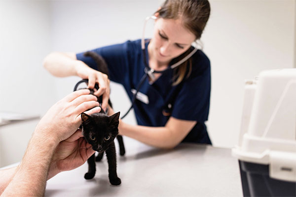 Kissan kanssa eläinlääkäriin – näin onnistut!