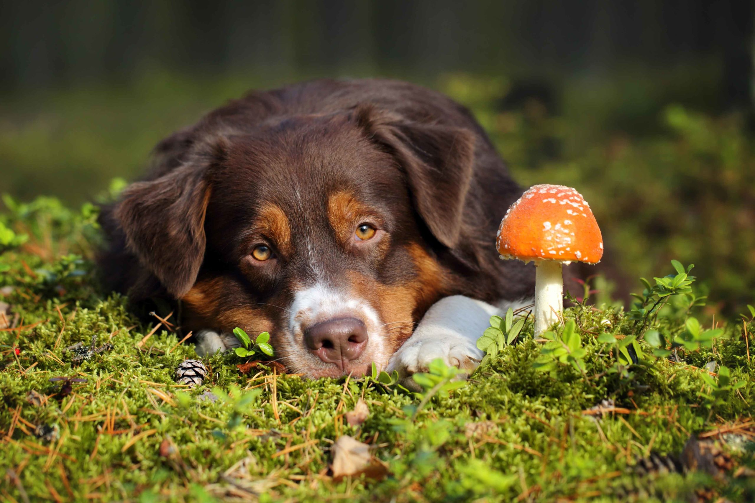 Koirille myrkylliset sienet