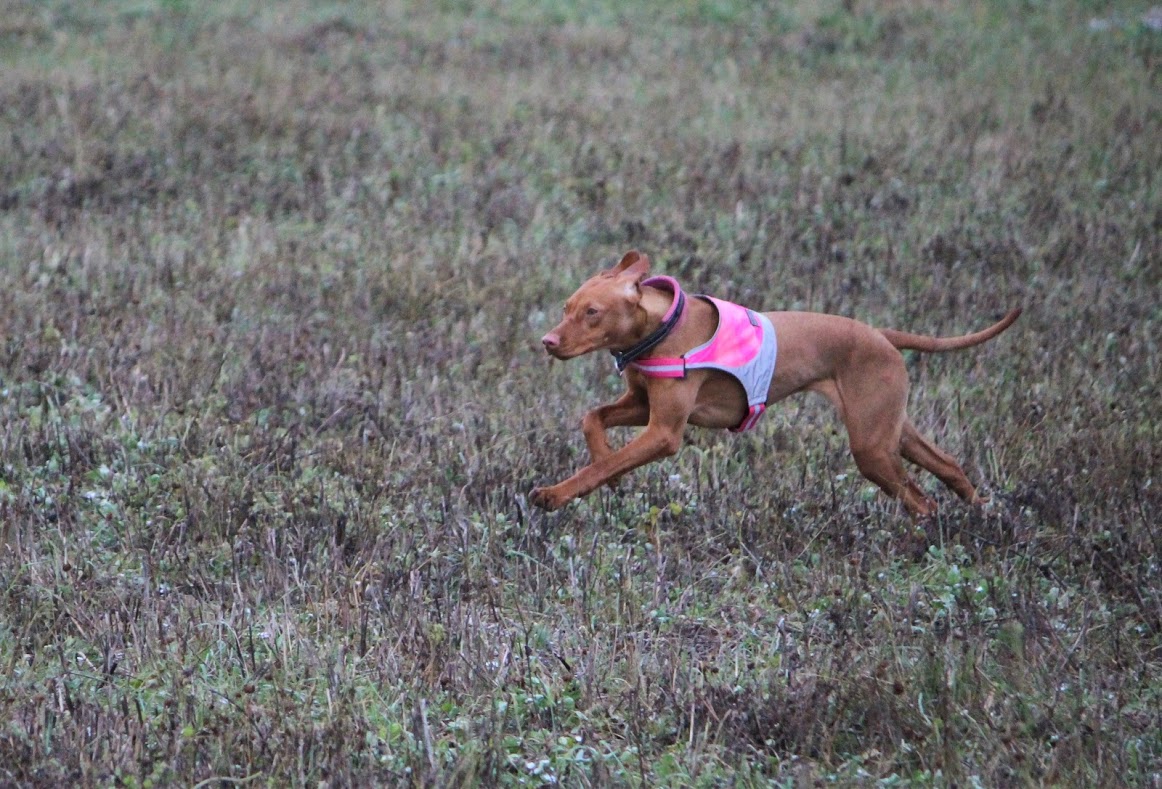 Kola-koira juoksee Evidensia