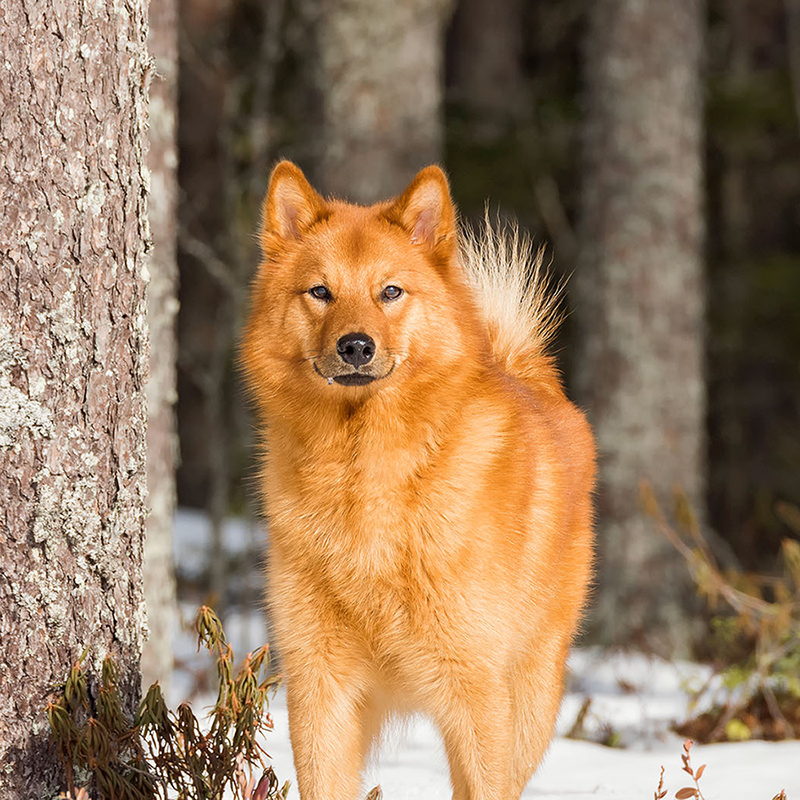 suomenpystykorva