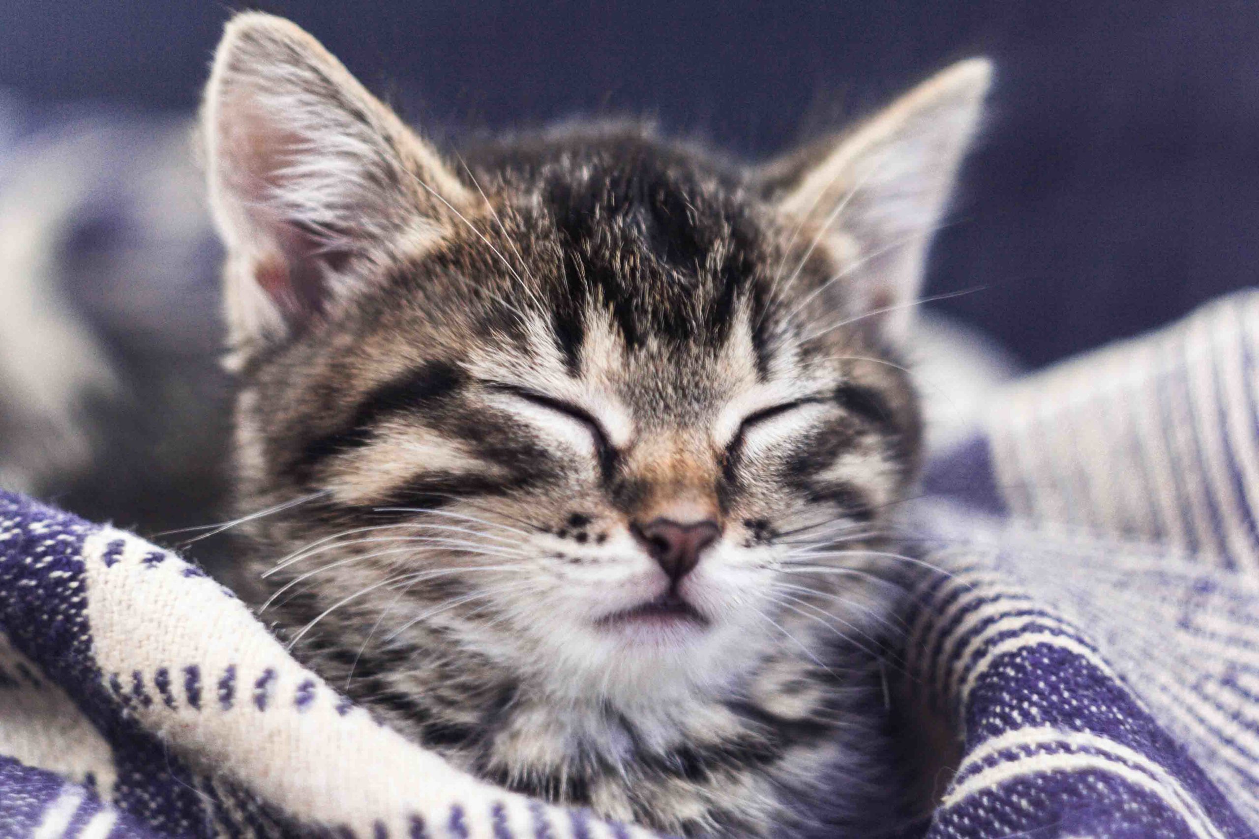 Virtsarakontulehdus kissoilla: tunnista kissan virtsatieoireet