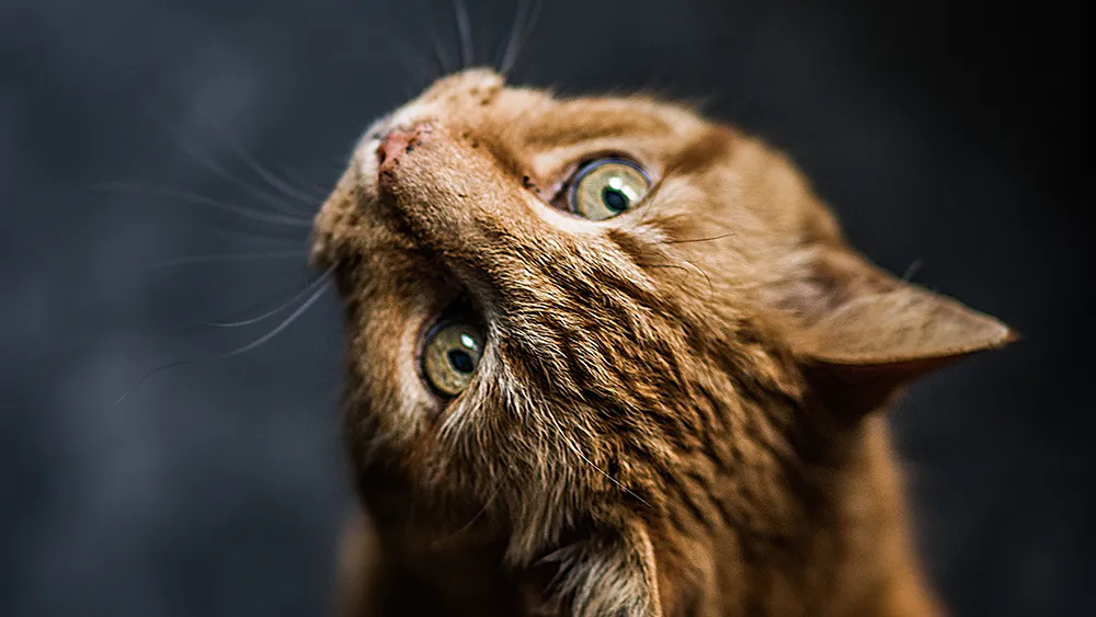 oranssi kissa katsoo olkansa yli