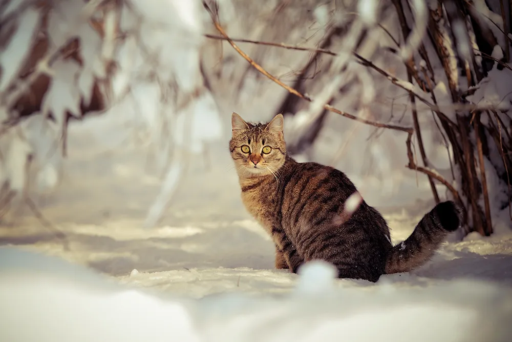 raidallinen kissa lumessa