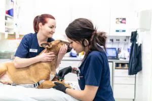 Oranssi kissa makaa pedissä