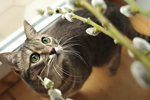 harmaaraidallinen kissa katsoo pajunkissoja