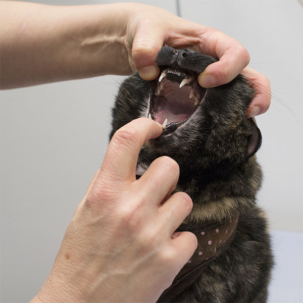 Kissan hampaiden hoito kotona