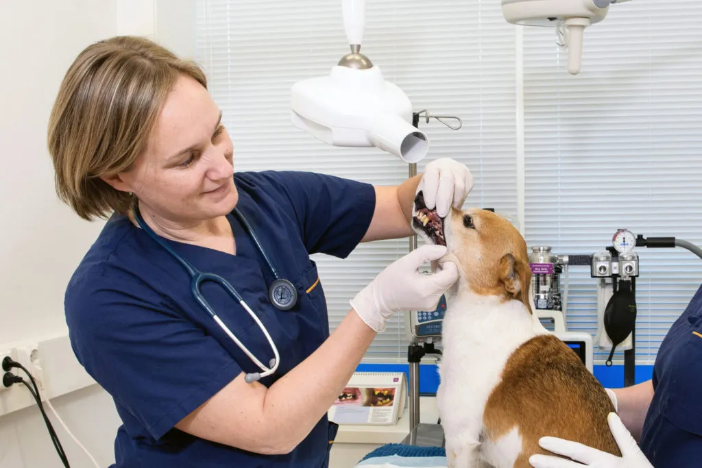 eläinlääkäri tutkii koiran hampaita