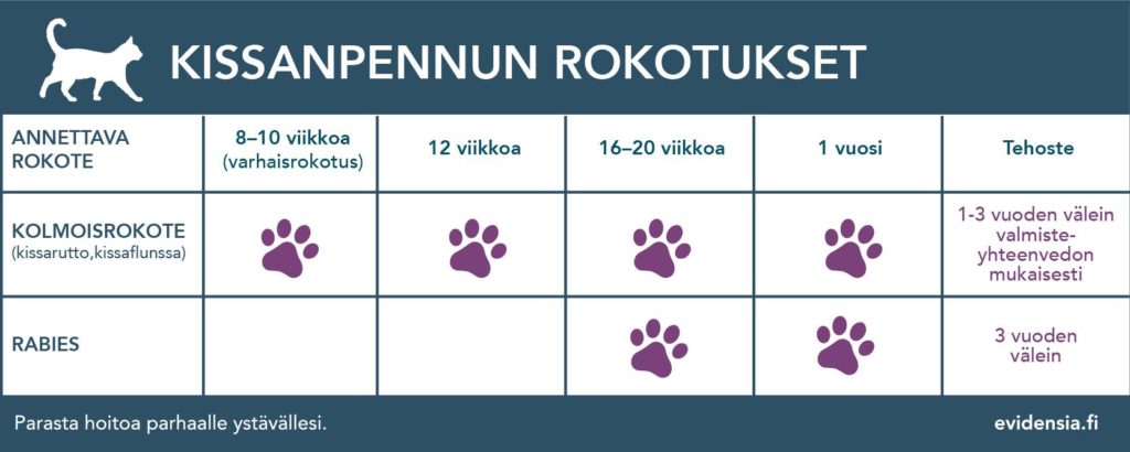 Kissan rokotukset - Evidensia Eläinlääkäriasemat