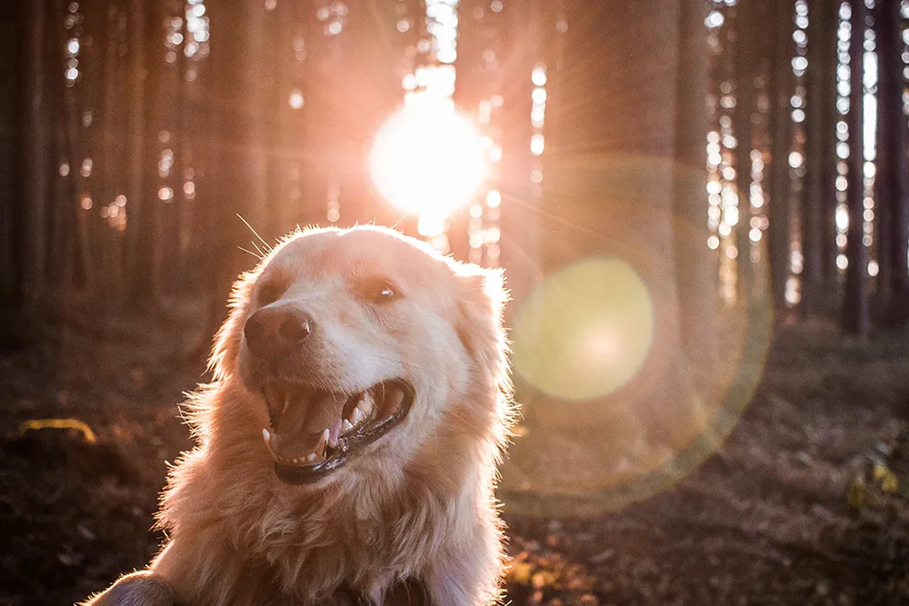 koira auringonlaskussa