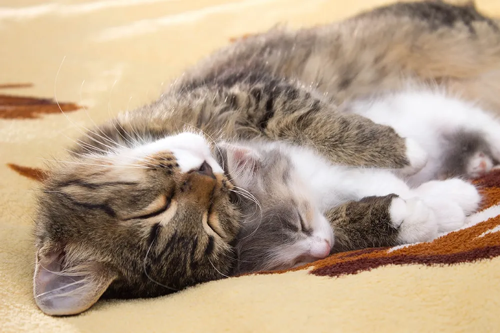 kissanpentu emonsa kainalossa nukkumassa