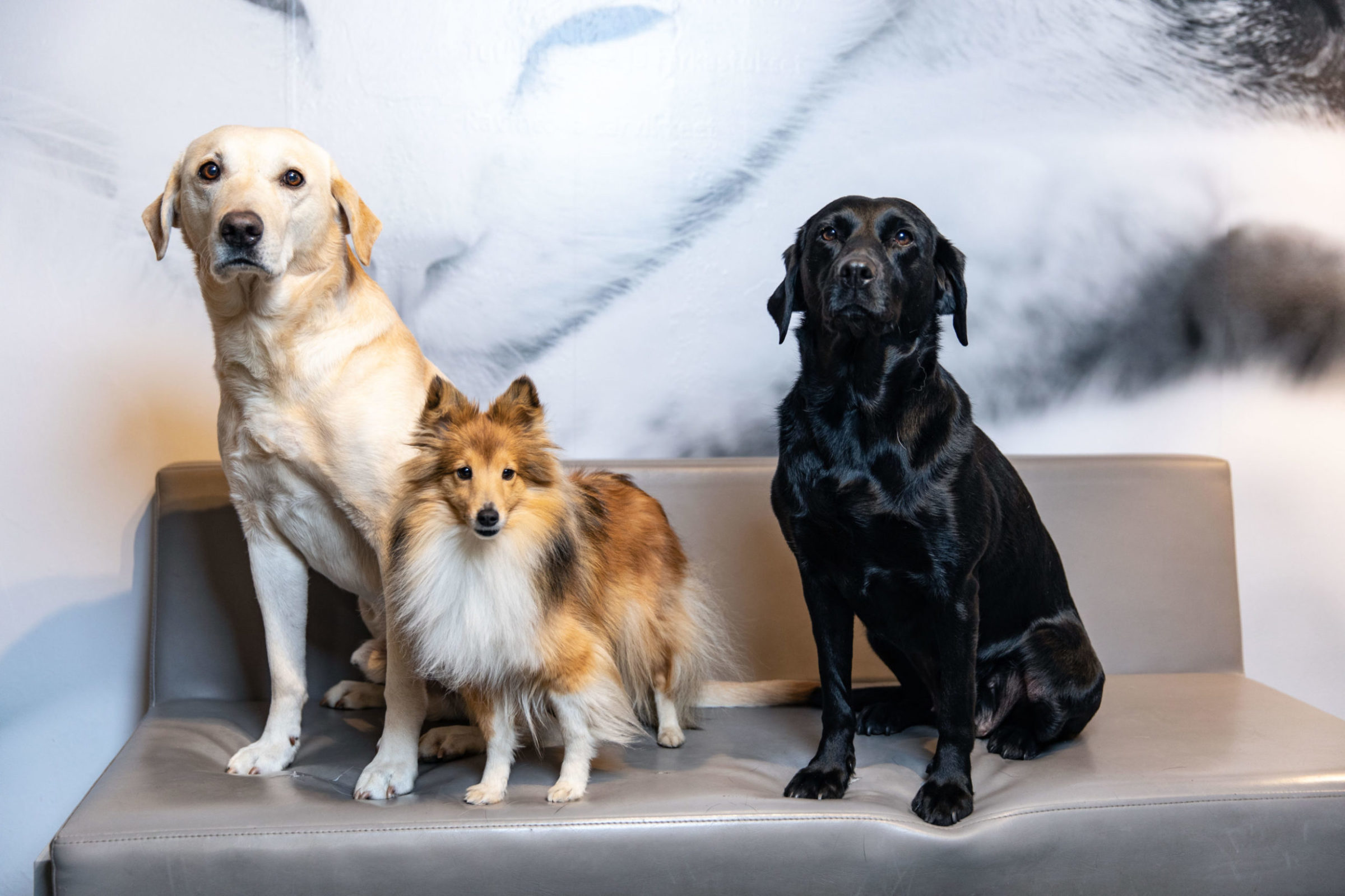 Kolme koiraa istuu sohvalla vierekkäin. 