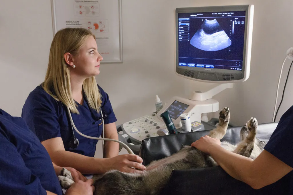 eläinlääkäri tutkii koiraa ultraäänellä