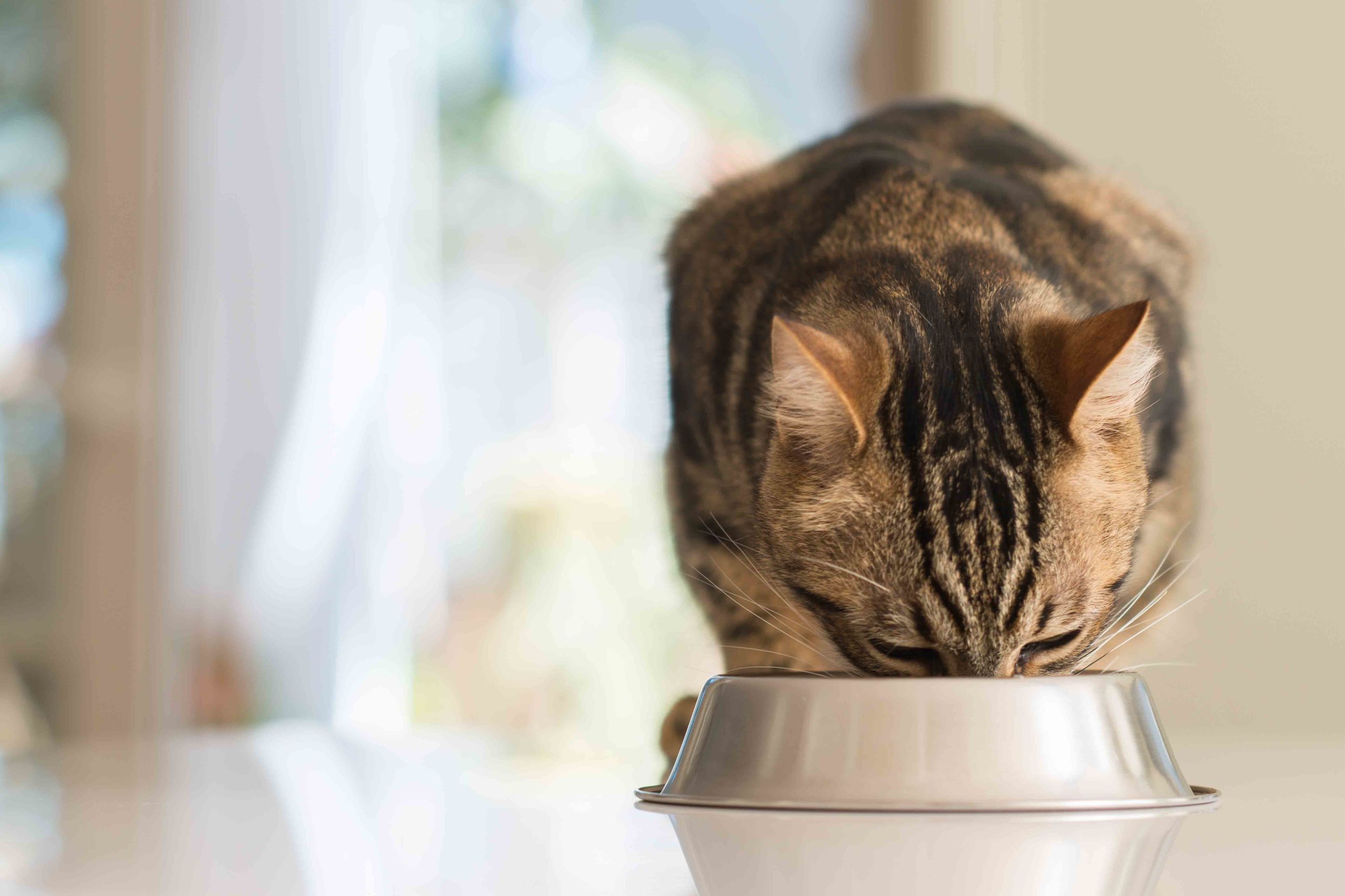 Vitamiinit ja hivenaineet kissan ravinnossa