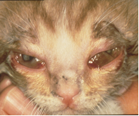 Kissan herpesvirus