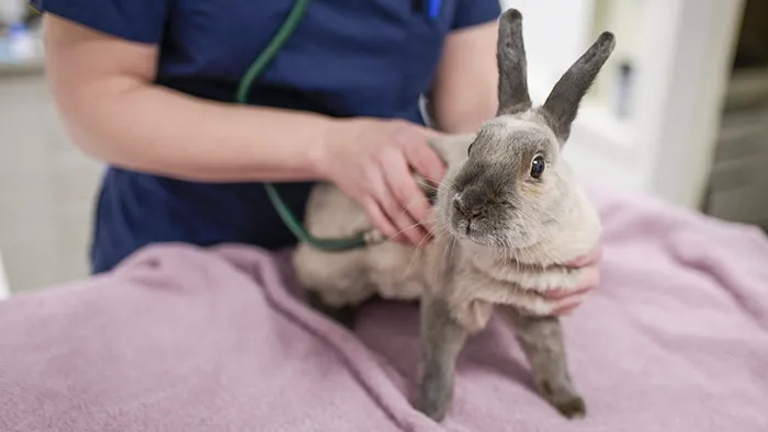 kani eläinlääkärin tutkittavana pöydällä