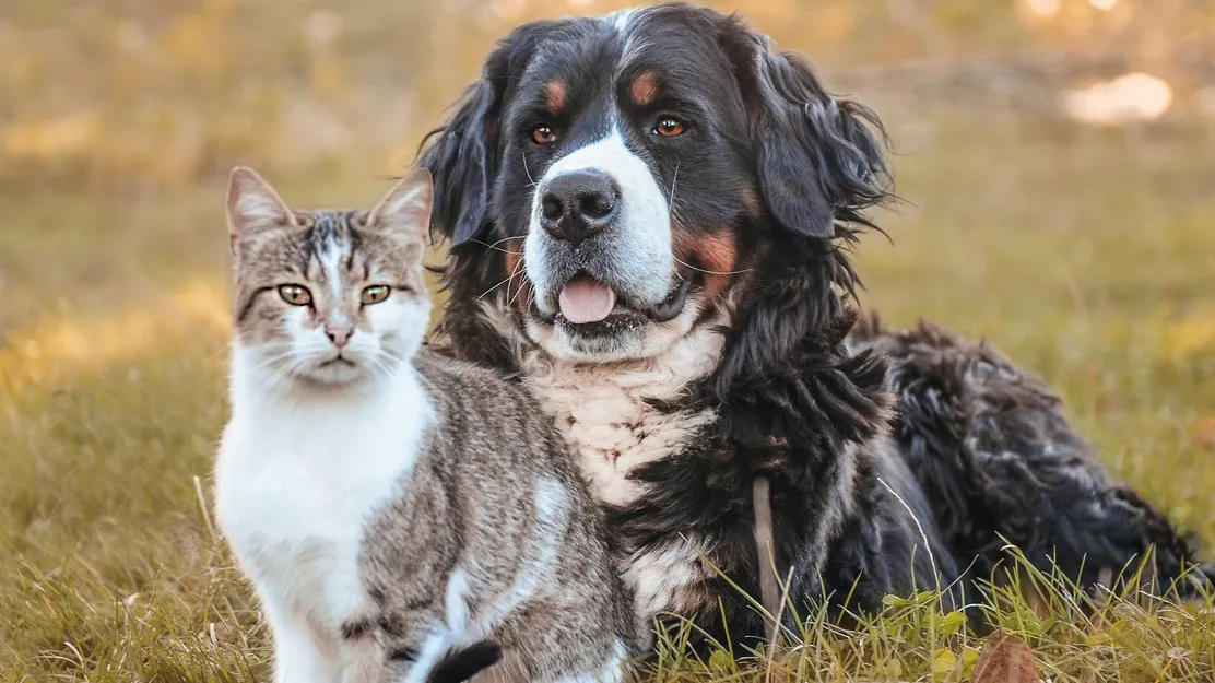 kissa ja koira nurmikolla