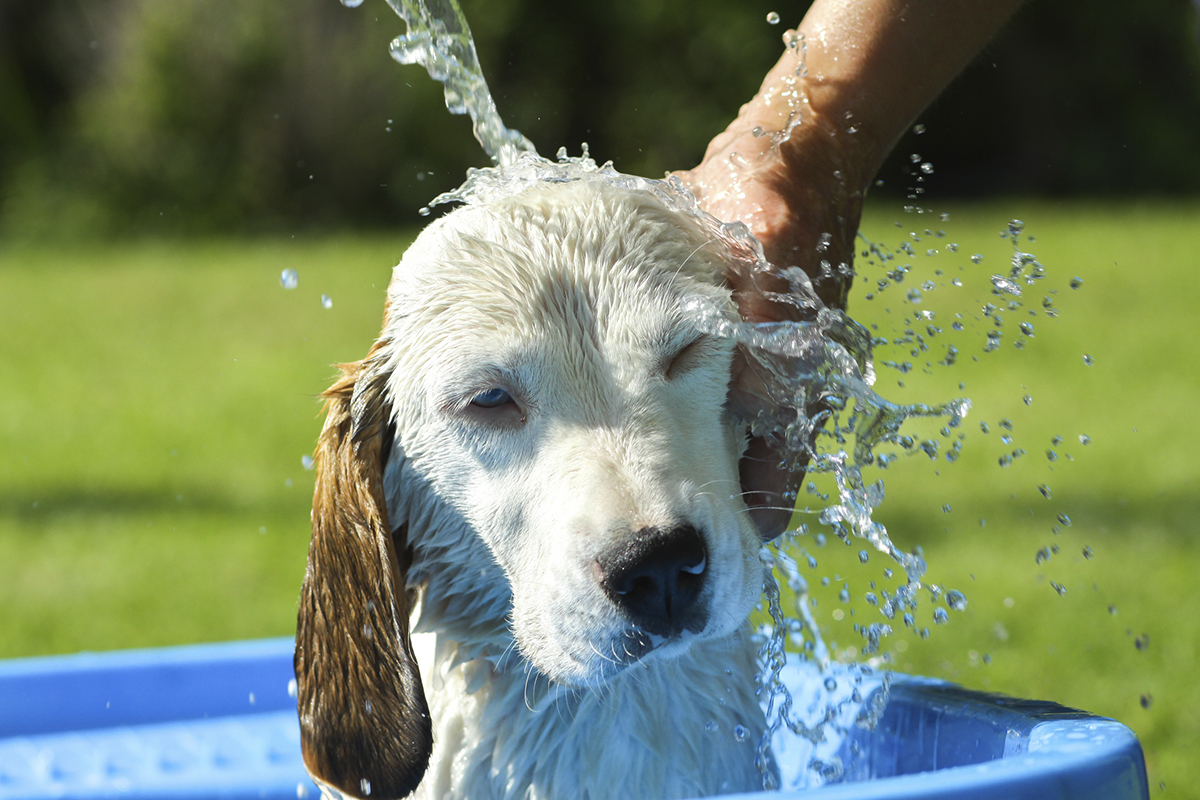 Koiran viilennys – Lue vinkit lämpöhalvauksen ehkäisemiseen 
