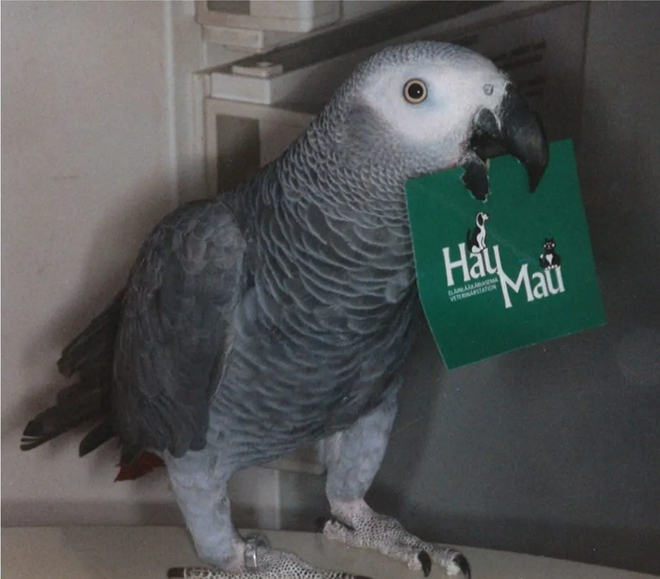 harmaapapukaija pitelee Haumau-lappua nokassaan