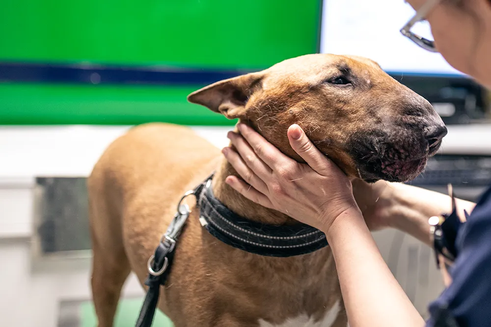 koira tutkimuspöydällä