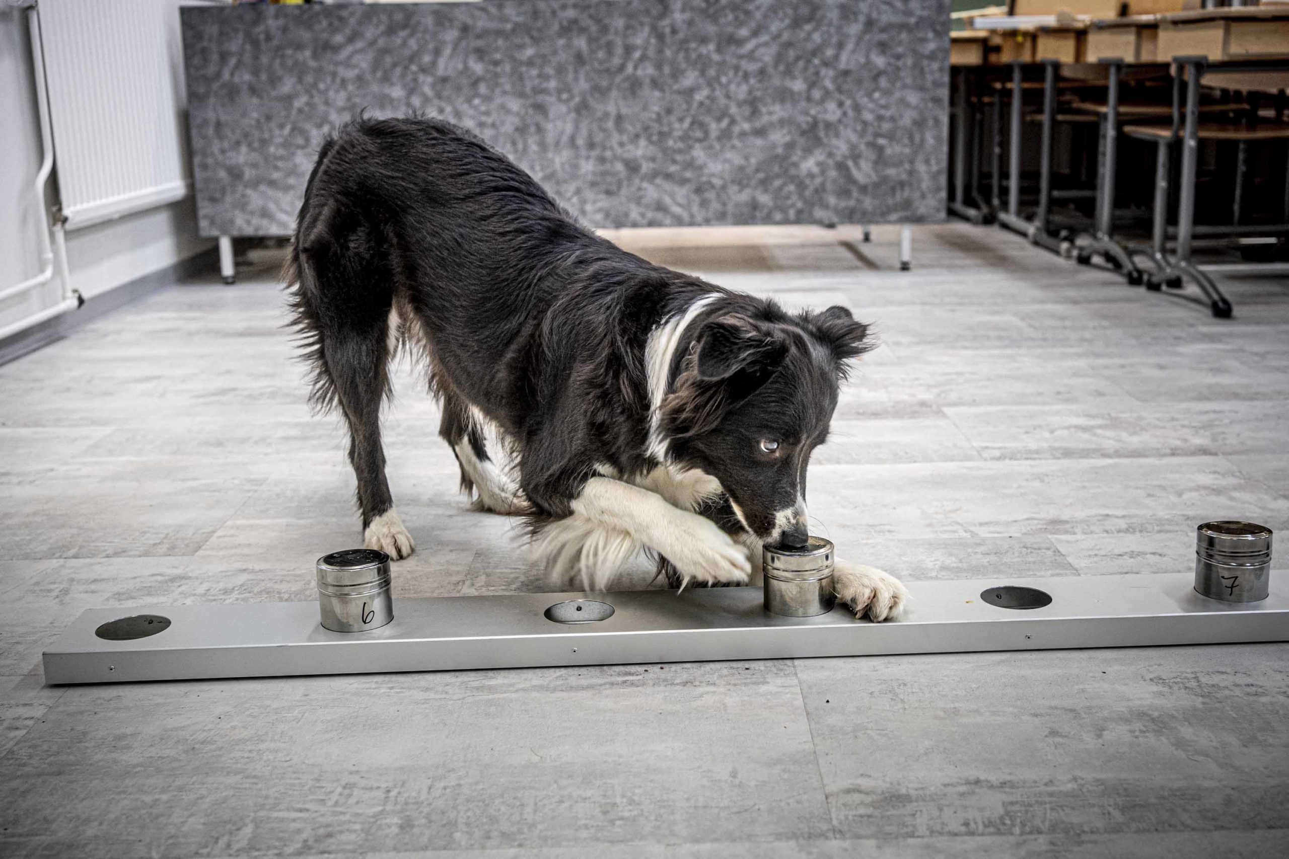 Bordercollie Asta hajuerottelu Kuva Kari Pullinen 2020