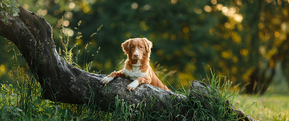 Koira puunrungon päällä. 