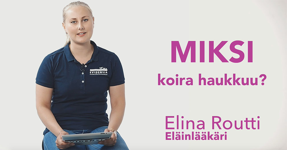 Miksi koira haukkuu?