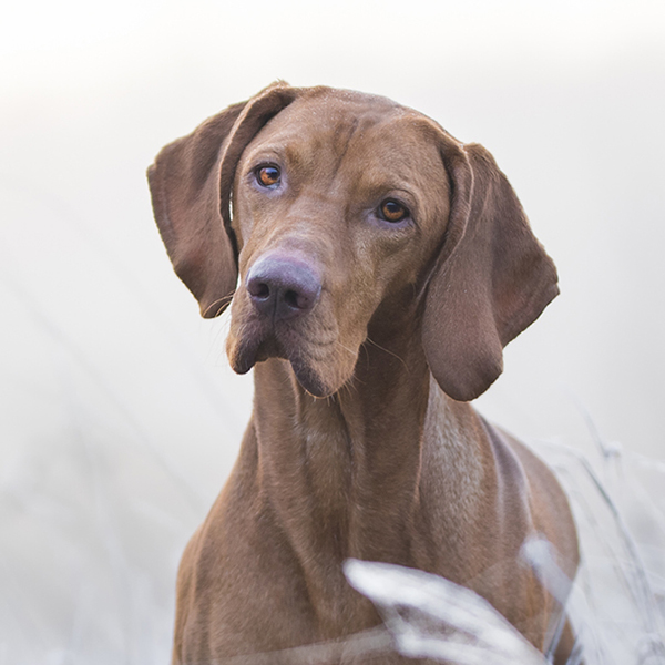 Seinäjoen Eläinsairaalan sisäänkäynti.
