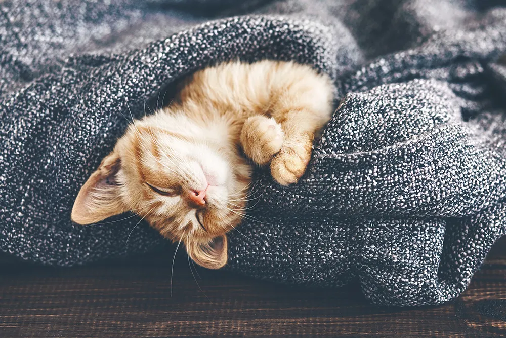 kissanpentu nukkuu peiton sisässä