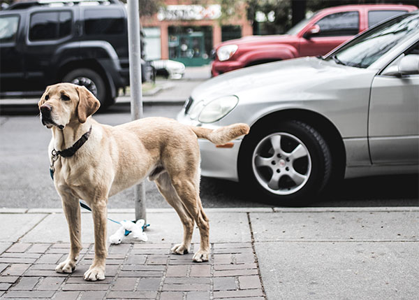 Koira autossa – koiran matkapahoinvointi