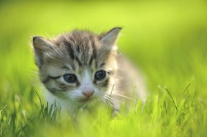 Matoja kissalla – kissan sisäloiset