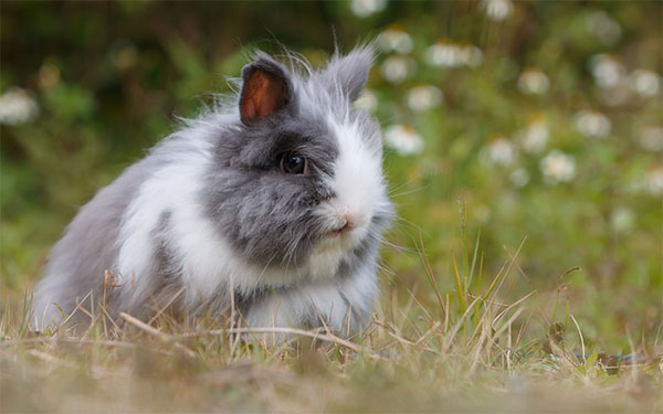 Näin kanin ruuansulatus toimii