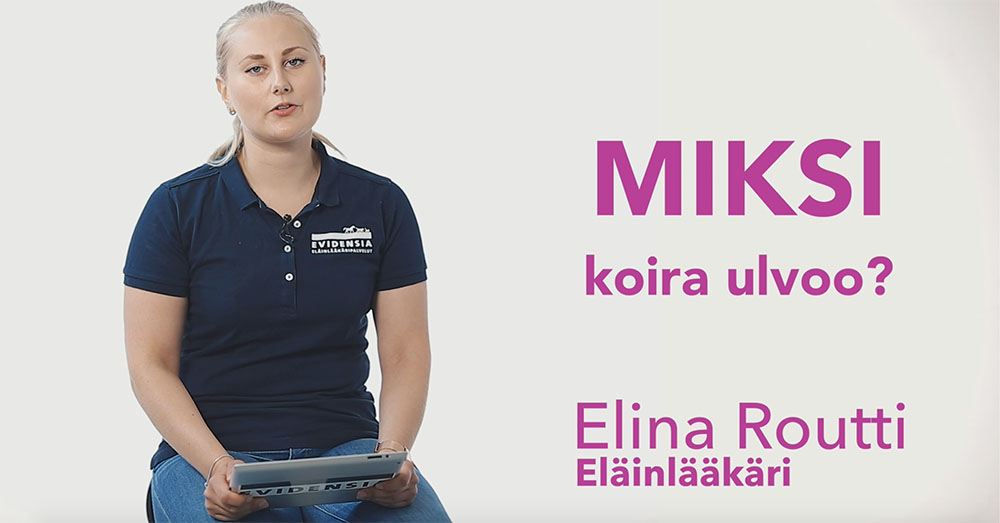 Miksi koira ulvoo?