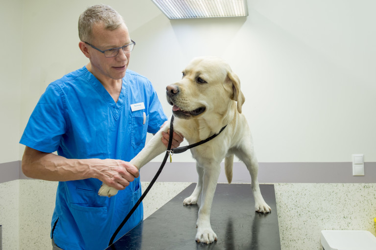 Perinnöllisiä sairauksia voi hoitaa, kun koira tutkitaan varhain