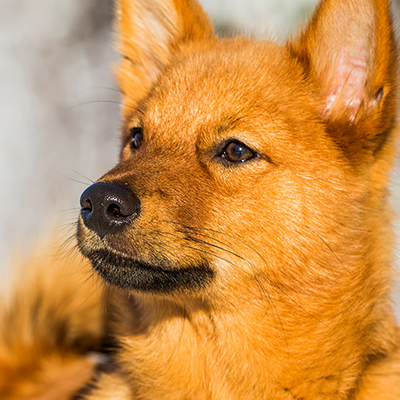 Suomenpystykorva metsässä.