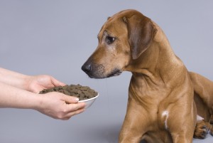 Koiran terveellinen ruokinta - Evidensia Eläinlääkäriasemat