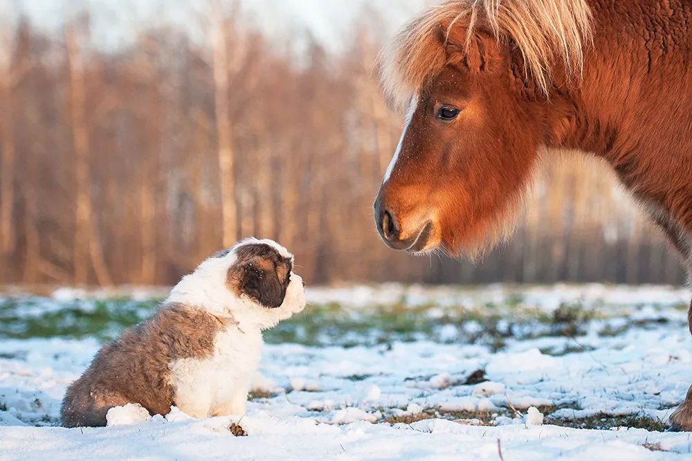 koiranpentu kohtaa ponin