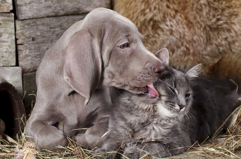 harmaa koira nuolee harmaata kissaa