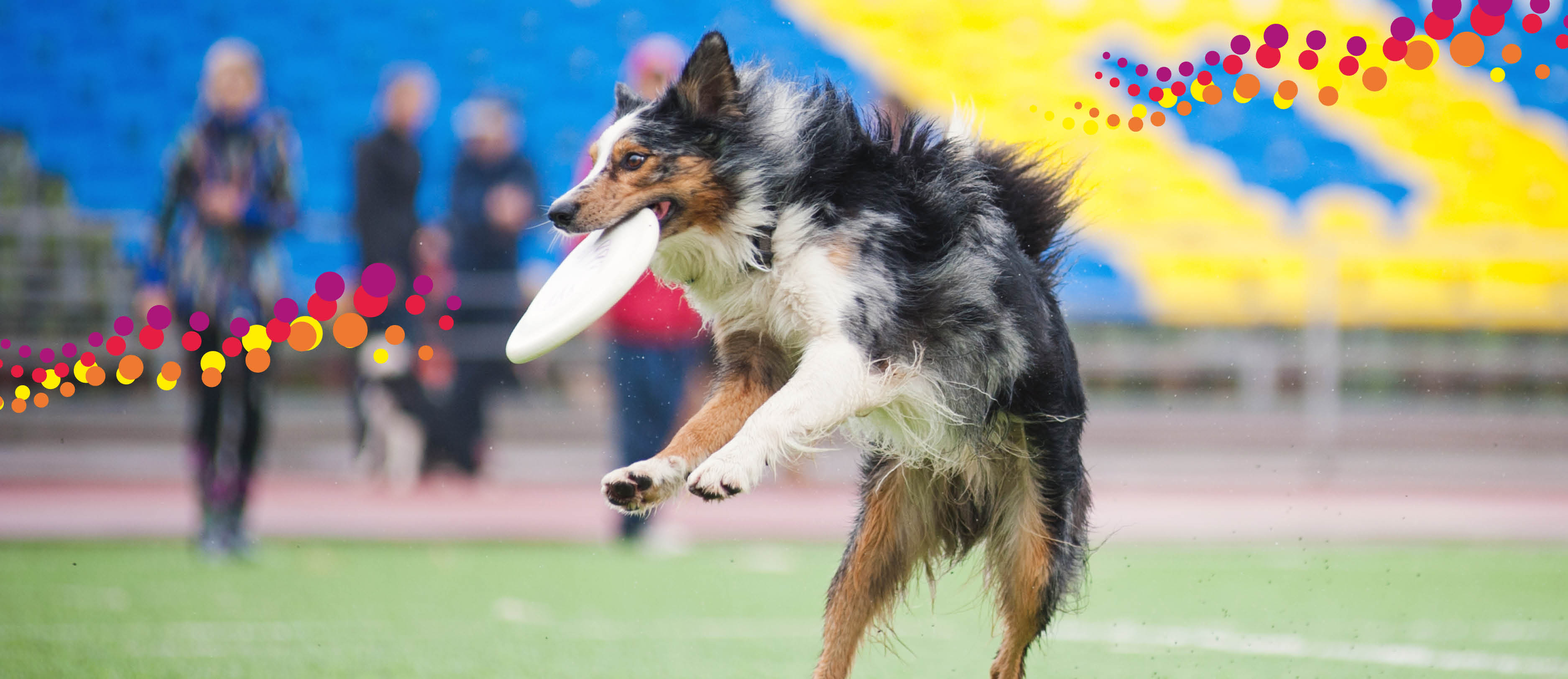 Koira nappaa frisbeen ilmasta. 