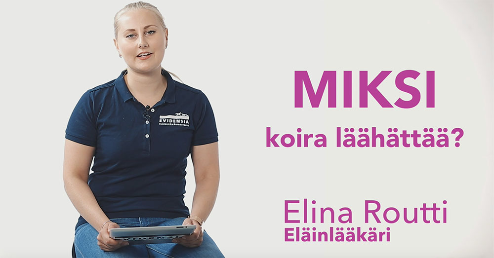 Miksi koira läähättää?