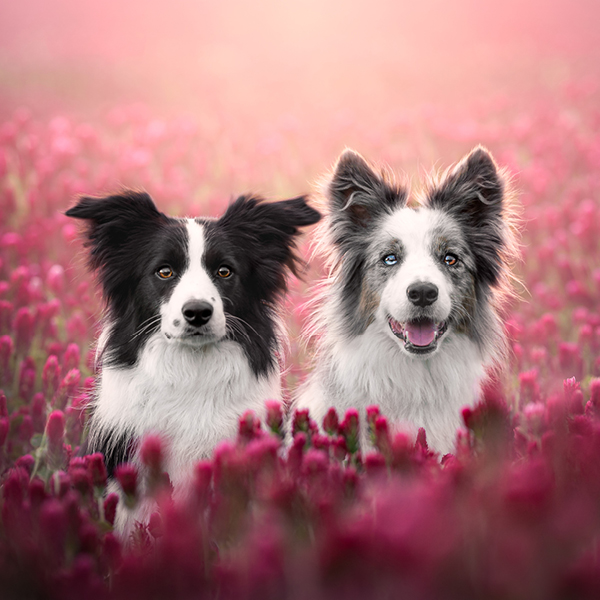 Kaksi koiraa istumassa kukkapellolla. 