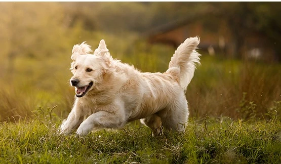 vaalea koira juoksee pellolla