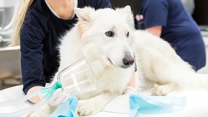 valkoinen koira eläinlääkärissä