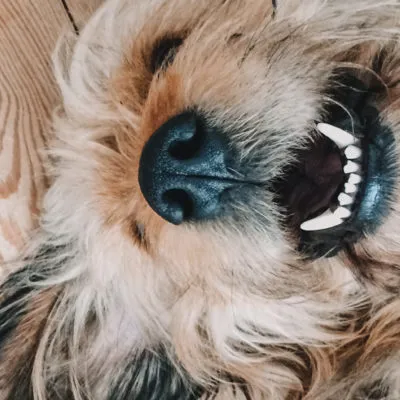 koira makaa selällään, hampaat näkyy