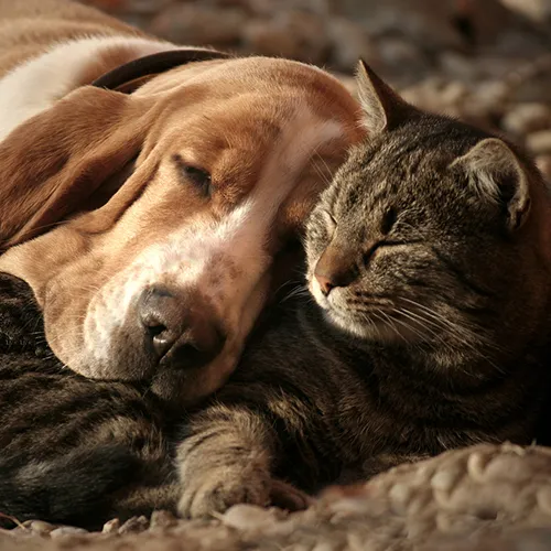 koira ja kissa nukkuu