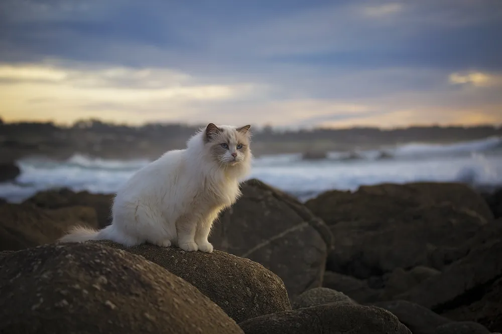 pitkäkarvainen kissa joen rannalla
