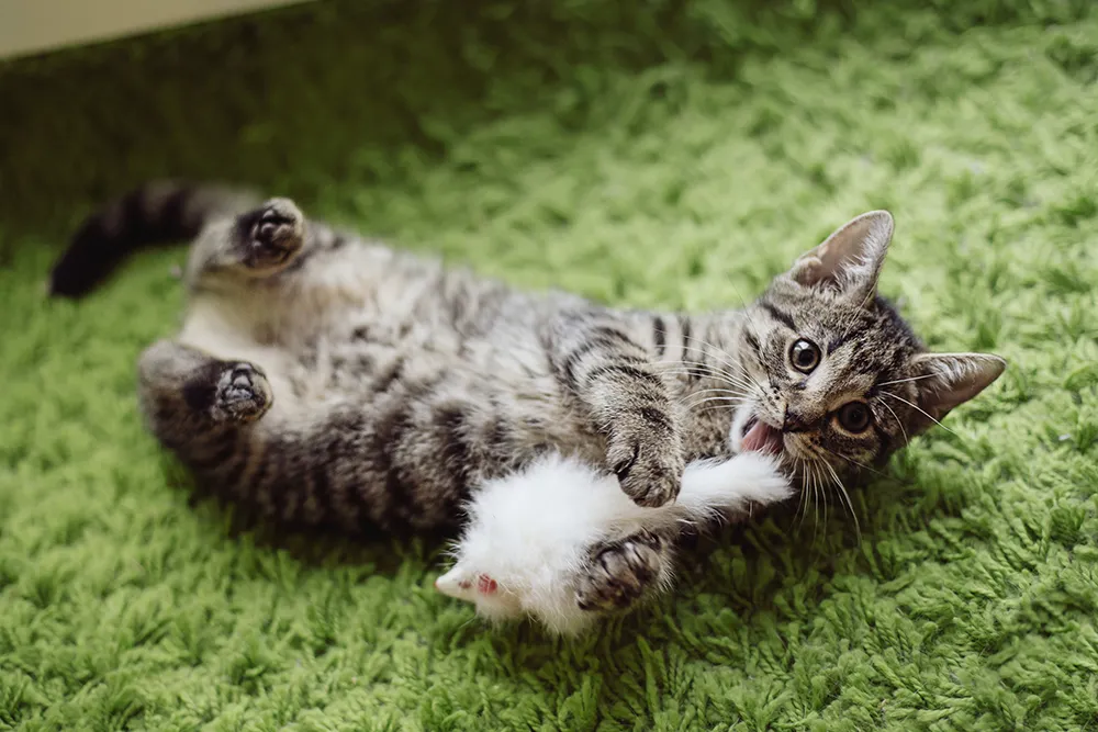 raidallinen kissanpentu leikkii