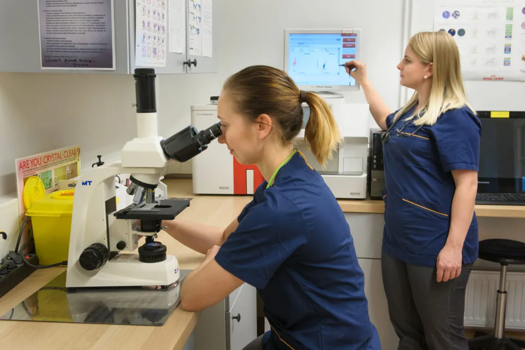 eläinlääkäri tutkii näytettä mikroskoopilla